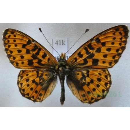 Boloria euphrosyne (Linnaeus, 1758) Dostojka eufrozyna Czech41k